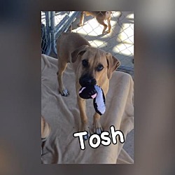 Photo of Tosh