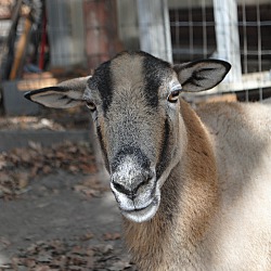 bonded pet photo