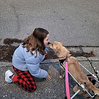 adopt a pet