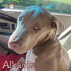 Thumbnail photo of Alkaois #1