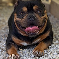 adopt a pet