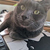 adopt a pet