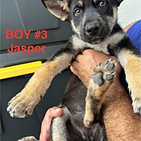 adopt a pet