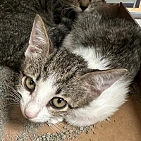 adopt a pet