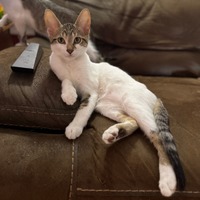 adopt-pet