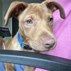 Photo of Ollie (C000-245) Costa Mesa Location **Available to meet and adopt on 5/25