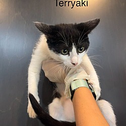 Thumbnail photo of Teriyaki #3