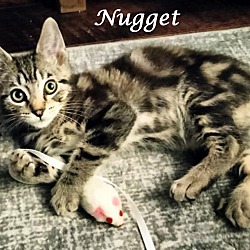 Thumbnail photo of NUGGET #4