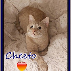 Thumbnail photo of CHEETO #2