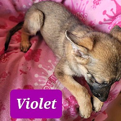 Thumbnail photo of Violet #2