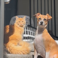 adopt-pet