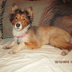 Thumbnail photo of Minnie Pearl (Adopted) #3
