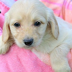 Thumbnail photo of TULIP(OUR GOLDENDOODLE PUPPY! #2