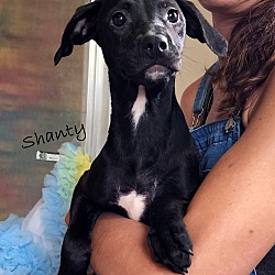 Photo of Shanty ~ meet me!