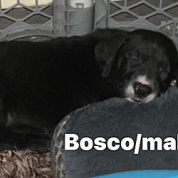 Photo of Bosco