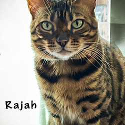 Thumbnail photo of Rajah #3