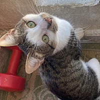 adopt a pet