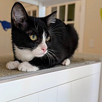 adopt a pet