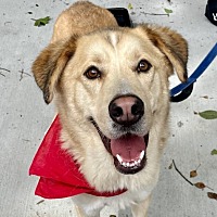 adopt a pet