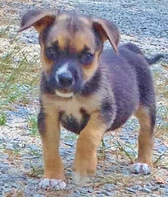 Bonney Lake, WA - Beagle/Rat Terrier. Meet Roland, best baby beagle mix ...