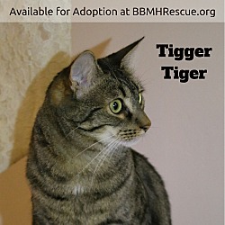 Thumbnail photo of Tigger Tiger #2