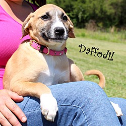 Thumbnail photo of Daffodil~adopted! #2