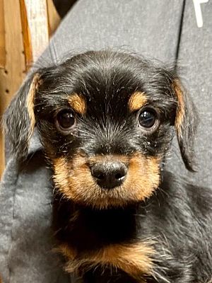 Bellevile, NJ - Schnauzer (Miniature)/Chiweenie. Meet Henri France ...