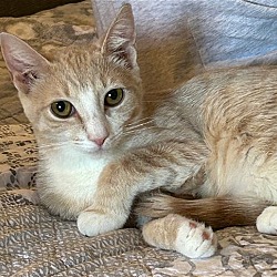 Photo of Chickpea