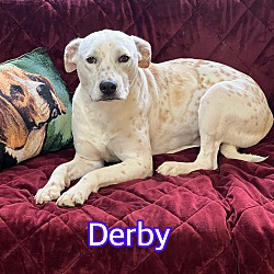 Thumbnail photo of Derby #3