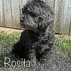 Thumbnail photo of ROSITA #3