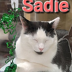 Thumbnail photo of Sadie #4