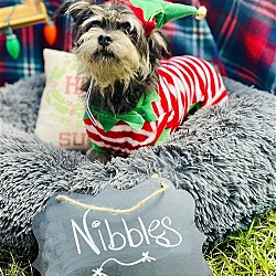 Thumbnail photo of Nibbles #2