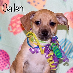 Photo of Callen in CT