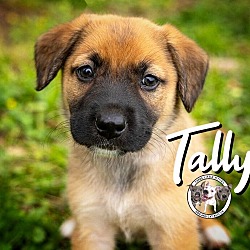 Thumbnail photo of Tally New Caney #1