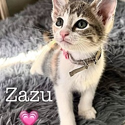 Thumbnail photo of Zazu #1