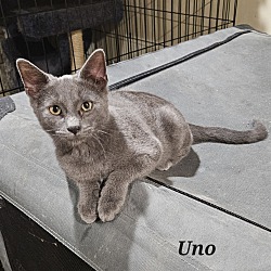 Thumbnail photo of Uno #3