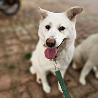 adopt a pet