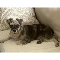 adopt-pet