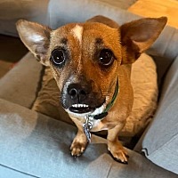 adopt a pet