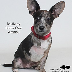 Thumbnail photo of Mulberry (Foster) #1