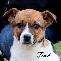 Thumbnail photo of Fink~adopted! #1