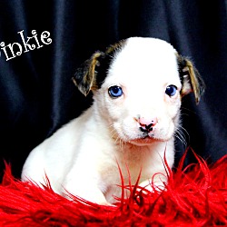 Thumbnail photo of Twinkie~adopted! #2