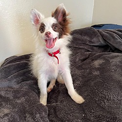 Photo of Sam