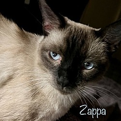 Photo of Zappa