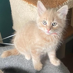 Photo of Stormy's Kitten: Cloudy