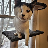 adopt a pet