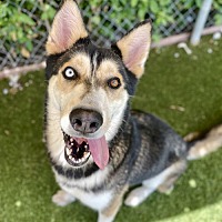 adopt a pet