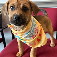 adopt a pet