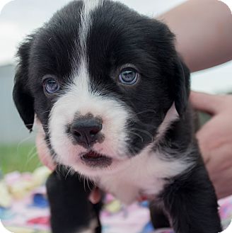 collie mix puppies for adoption