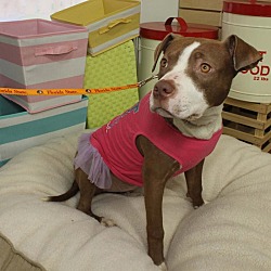 Thumbnail photo of Ruby Sue-Adopted! #3